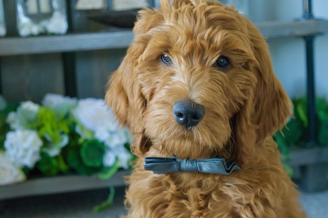 Moose Moldovan from The Lambert Family Agency, Brightway Insurance